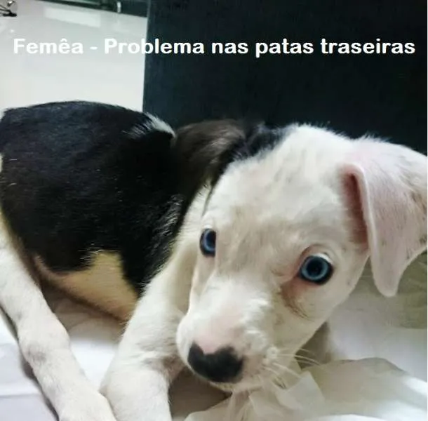Cachorro ra a SRD idade Abaixo de 2 meses nome anie, luke e branqu