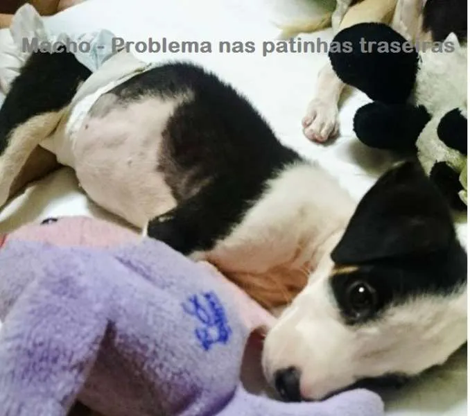 Cachorro ra a SRD idade Abaixo de 2 meses nome anie, luke e branqu