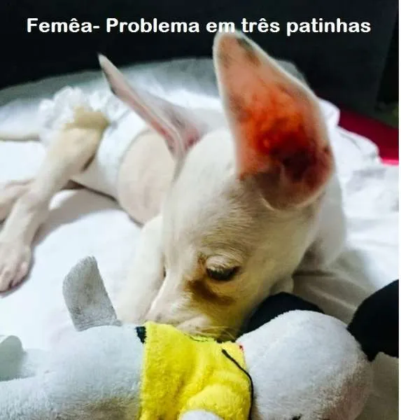 Cachorro ra a SRD idade Abaixo de 2 meses nome anie, luke e branqu
