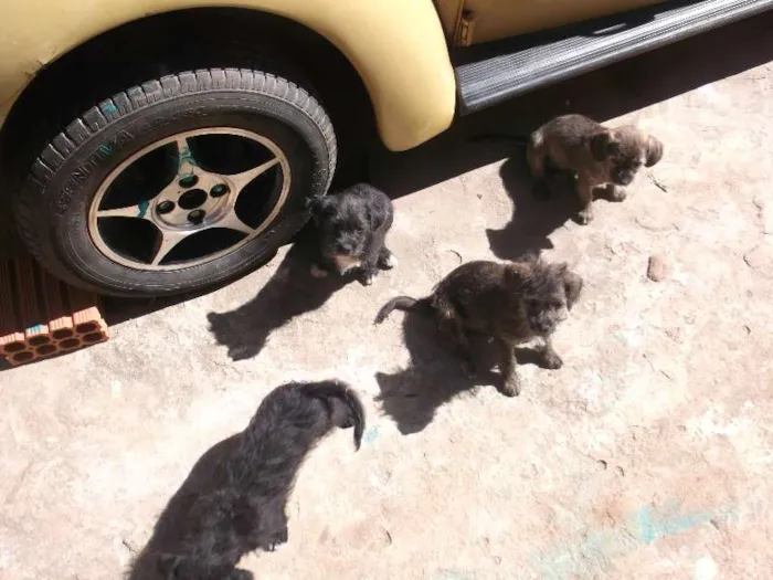 Cachorro ra a indefinida idade 2 a 6 meses nome sem none