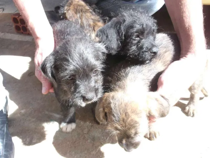 Cachorro ra a indefinida idade 2 a 6 meses nome sem none