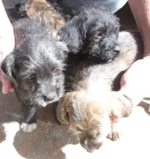 Cachorro raça indefinida idade 2 a 6 meses nome sem none