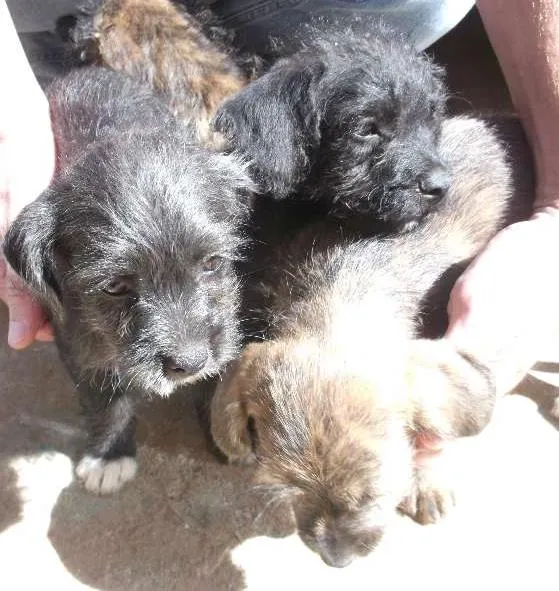 Cachorro ra a indefinida idade 2 a 6 meses nome sem none