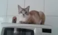 Lilica