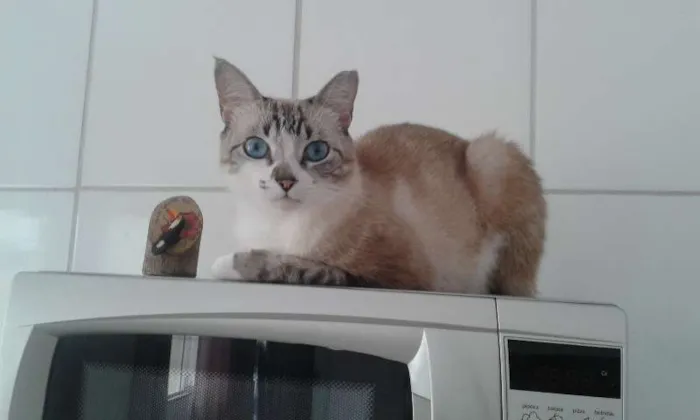 Gato ra a mestiça com siamês idade 3 anos nome Lilica