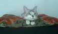 Lilica