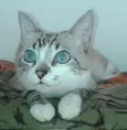 Lilica