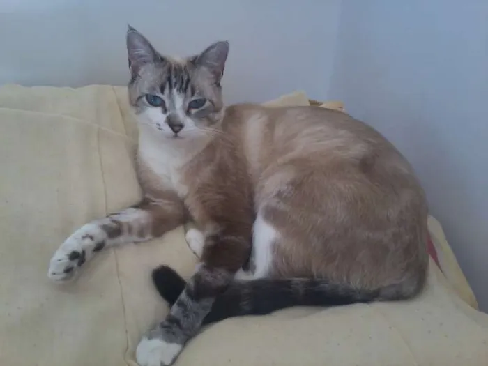 Gato ra a mestiça com siamês idade 3 anos nome Lilica