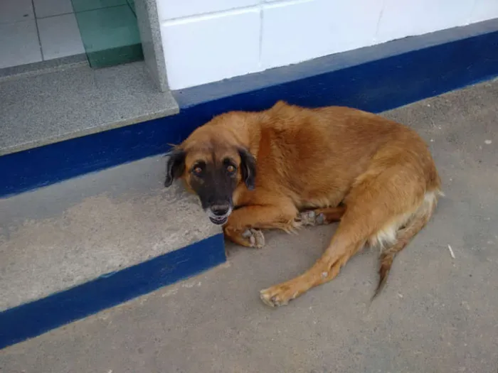 Cachorro ra a rsd idade 6 ou mais anos nome amarela