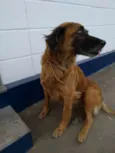 amarela