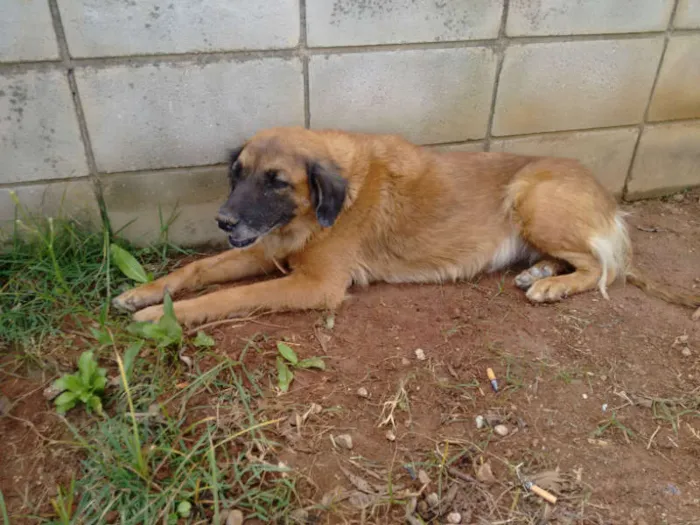 Cachorro ra a rsd idade 6 ou mais anos nome amarela
