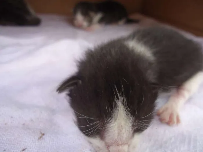 Gato ra a srd idade Abaixo de 2 meses nome ainda não tem