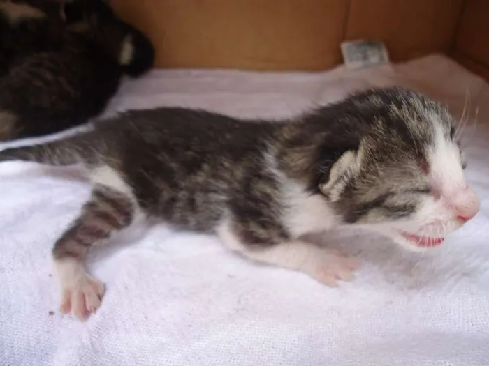 Gato ra a srd idade Abaixo de 2 meses nome ainda não tem