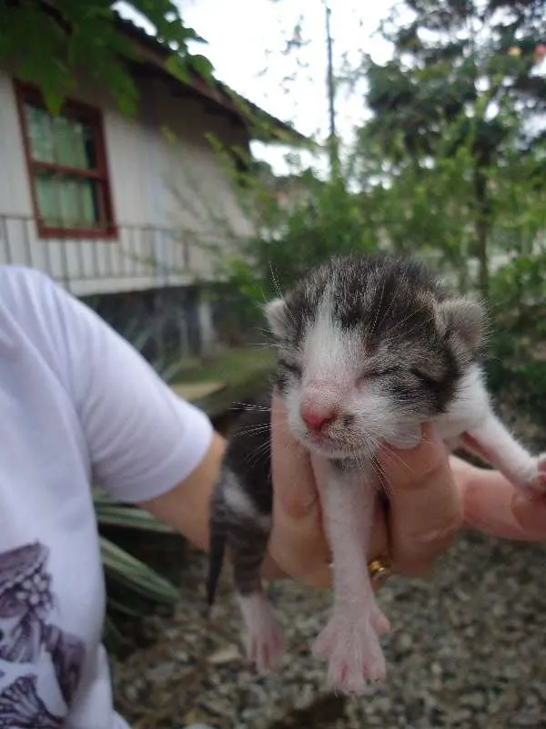 Gato ra a srd idade Abaixo de 2 meses nome ainda não tem