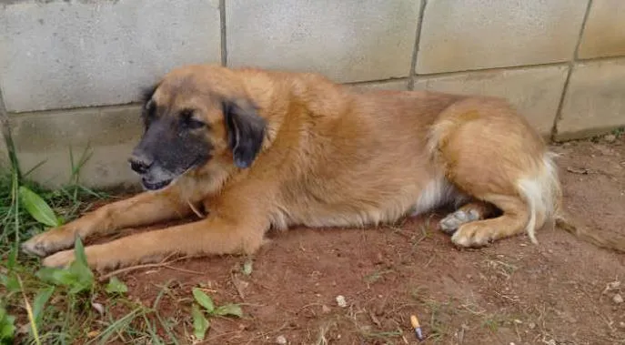 Cachorro ra a rsd idade 6 ou mais anos nome amarela