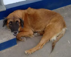 Cachorro raça rsd idade 6 ou mais anos nome amarela