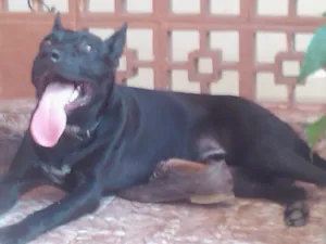 Cachorro raça Labrador Mestiço idade 1 ano nome Oreo