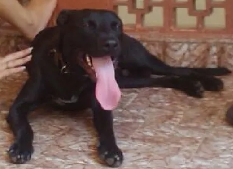 Cachorro ra a Labrador Mestiço idade 1 ano nome Oreo