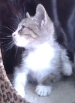 Gato raça SRD idade 2 a 6 meses nome Sem Nome