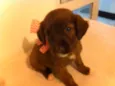 pitbulcocker1