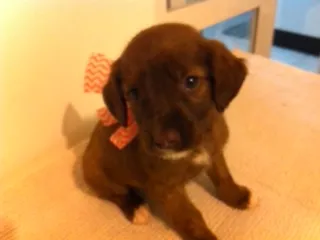 Cachorro raça pitbulcocke idade Abaixo de 2 meses nome pitbulcocker1