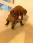 pitbulcocker6