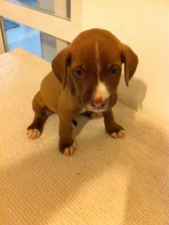 Cachorro raça pitbulcocker idade Abaixo de 2 meses nome pitbulcocker6