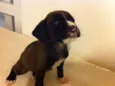 pitbulcocker5