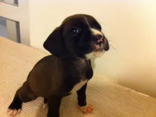 Cachorro raça pitbulcocker idade Abaixo de 2 meses nome pitbulcocker5