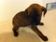 pitbulcocker9