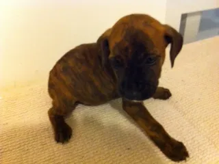 Cachorro raça pitbulcocker idade Abaixo de 2 meses nome pitbulcocker9