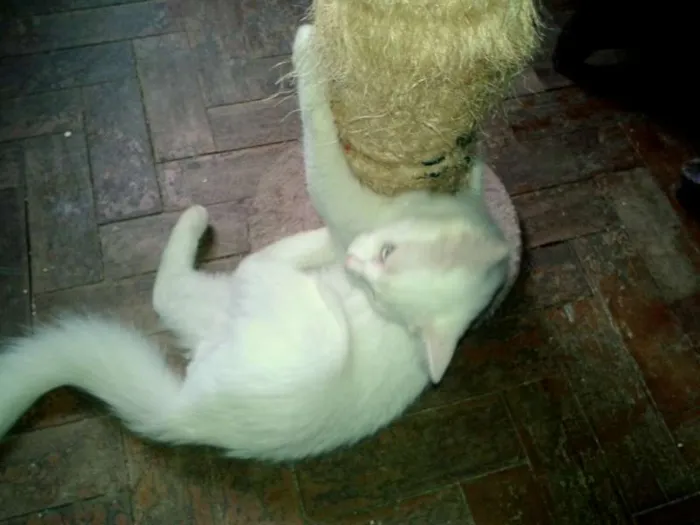 Gato ra a SRD idade 2 a 6 meses nome Mingau