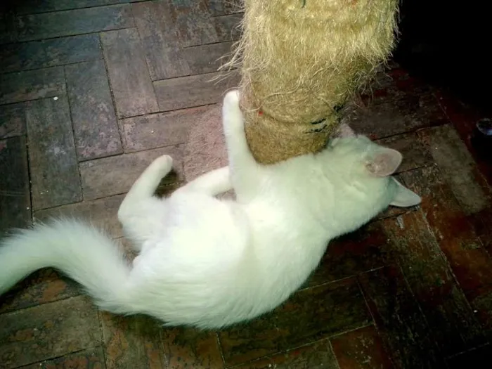 Gato ra a SRD idade 2 a 6 meses nome Mingau