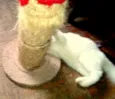 Mingau