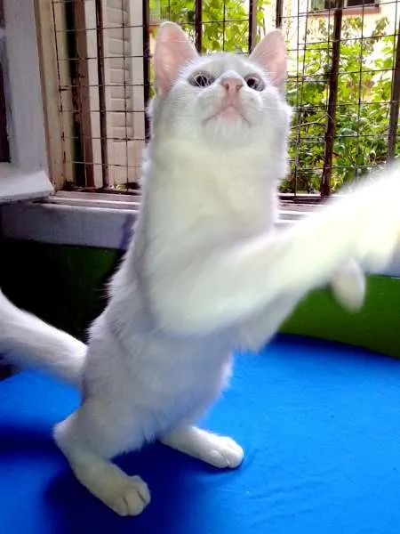 Gato ra a SRD idade 2 a 6 meses nome Mingau