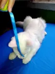 Mingau