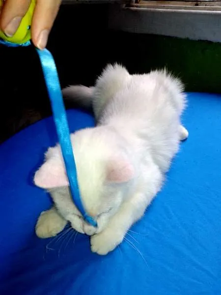 Gato ra a SRD idade 2 a 6 meses nome Mingau