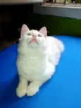 Mingau