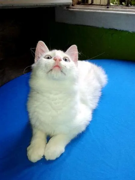 Gato ra a SRD idade 2 a 6 meses nome Mingau