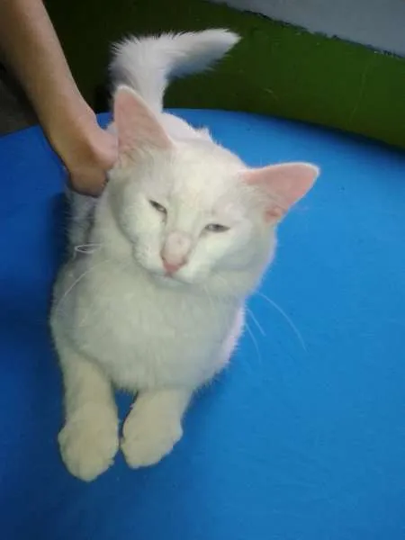 Gato ra a SRD idade 2 a 6 meses nome Mingau