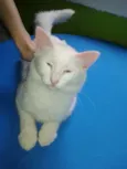 Mingau