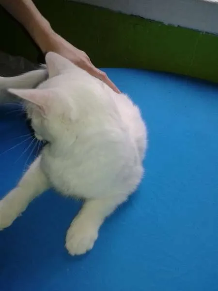 Gato ra a SRD idade 2 a 6 meses nome Mingau