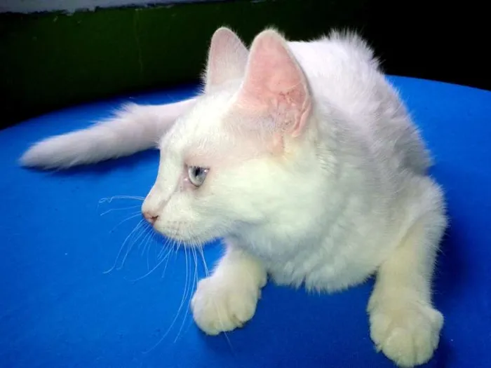 Gato ra a SRD idade 2 a 6 meses nome Mingau
