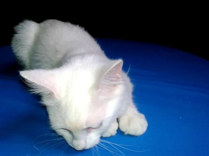 Gato ra a SRD idade 2 a 6 meses nome Mingau
