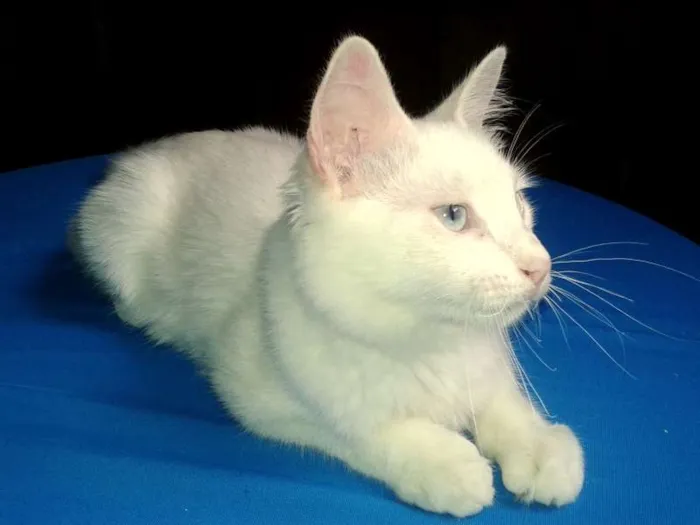 Gato ra a SRD idade 2 a 6 meses nome Mingau