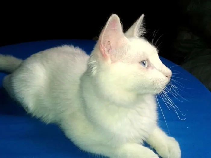 Gato ra a SRD idade 2 a 6 meses nome Mingau