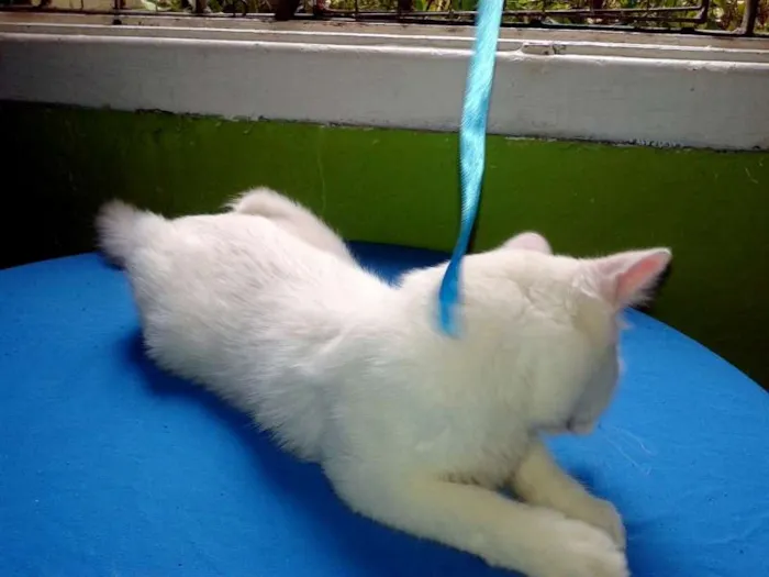 Gato ra a SRD idade 2 a 6 meses nome Mingau