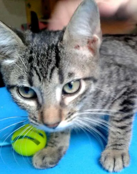 Gato ra a SRD idade Abaixo de 2 meses nome Lion