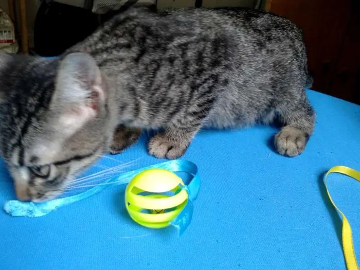 Gato ra a SRD idade Abaixo de 2 meses nome Lion