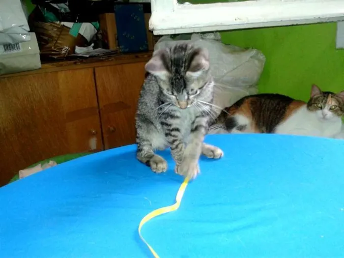 Gato ra a SRD idade Abaixo de 2 meses nome Lion